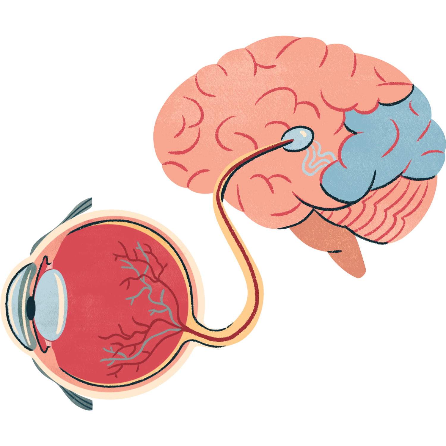 Eye connecting to brain
